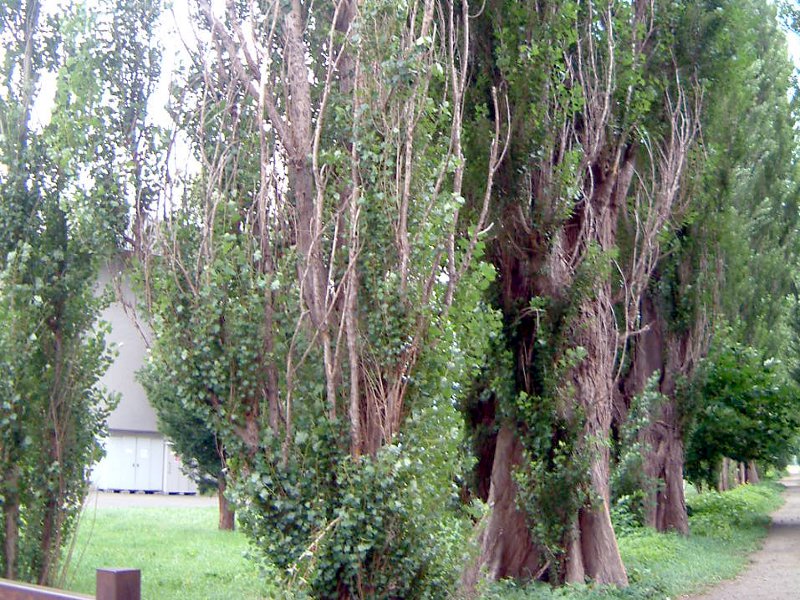 �|�v��(poplar)